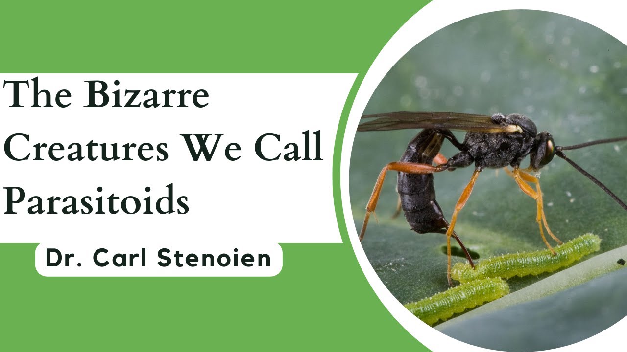 The Bizarre Creatures We Call Parasitoids | NBTI