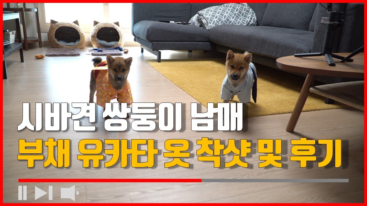 강아지용 유카타 옷입어본 시바견 쌍둥이 남매