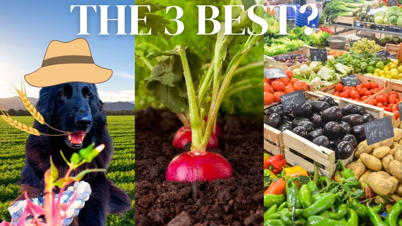 3 Best Summer Vegetables for Dogs | Best for Senior Dogs