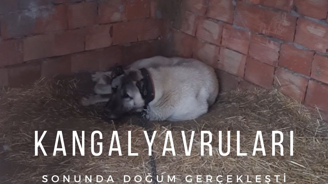 Kangal Yavrularımızın Doğumu