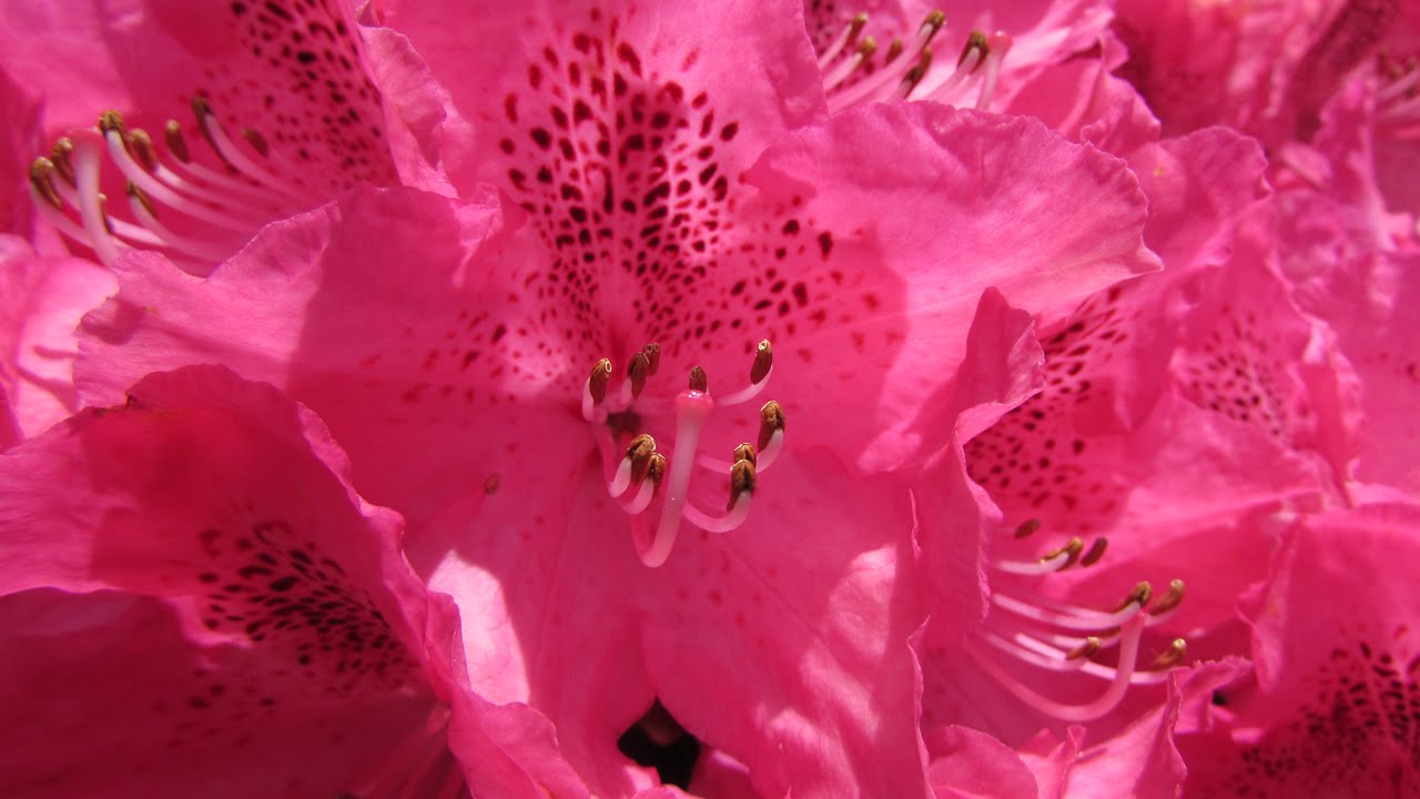 Rhododendron Facts and Flowers