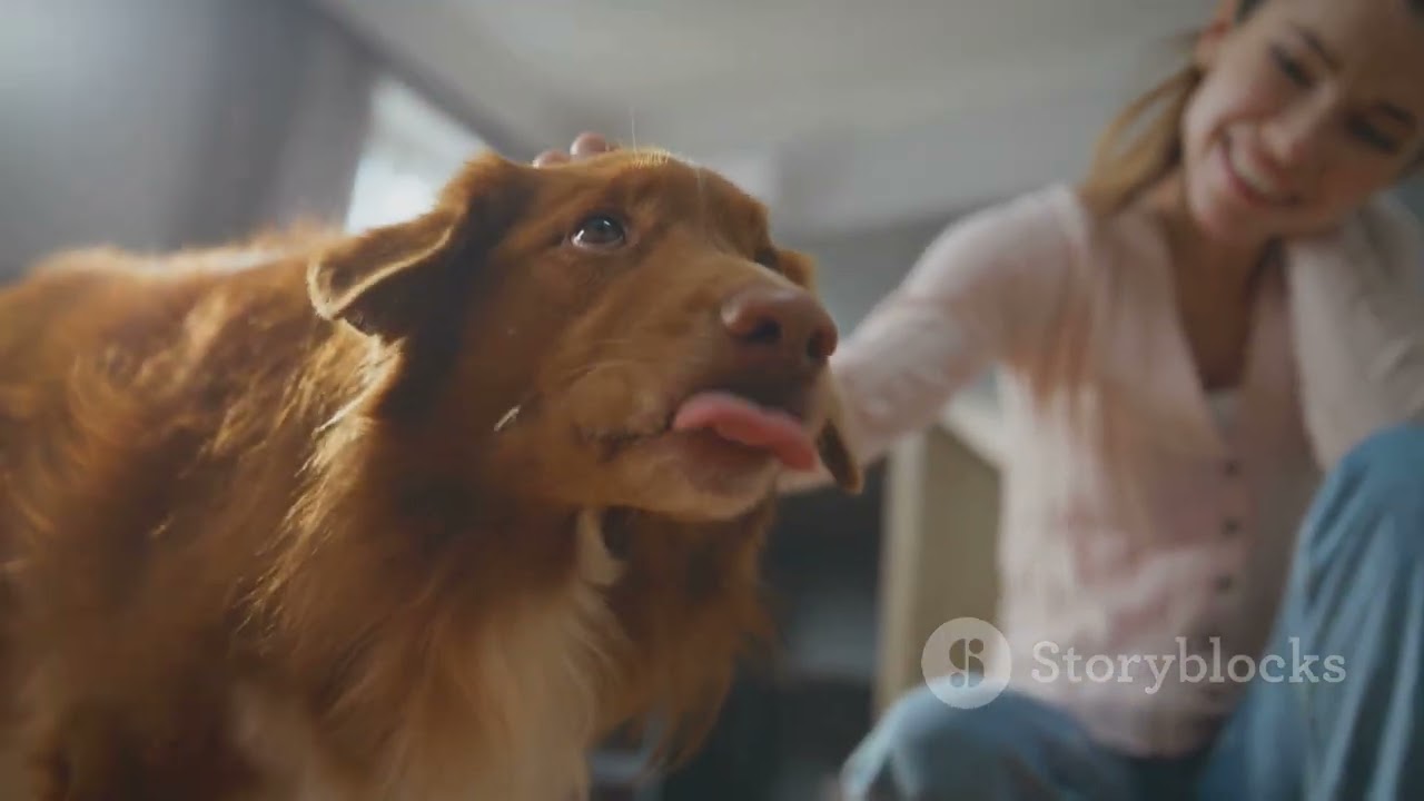 Can dogs imagine future events?