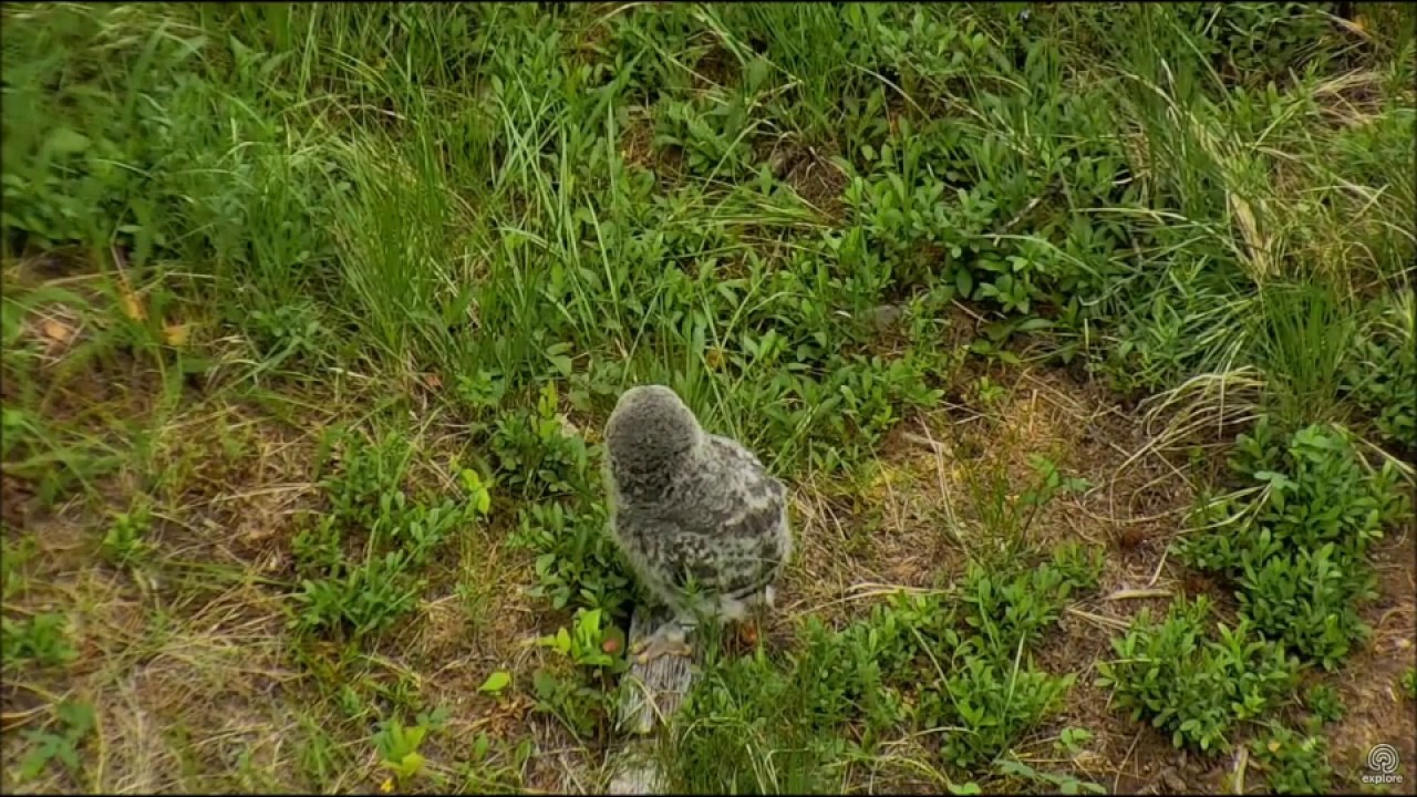 Great Gray Owl Nest #4 leaves the nest with style 9:53am MDT 6-1-2017