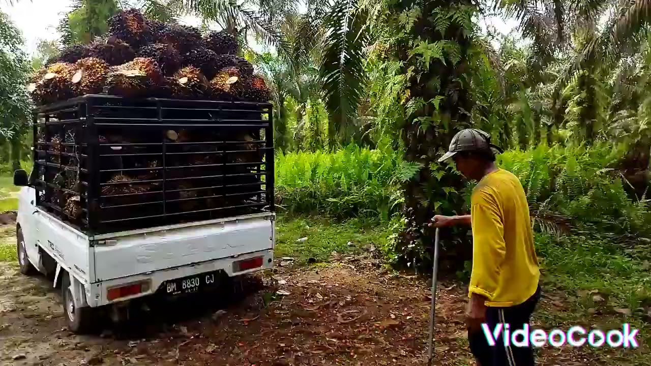 lansir sawit, menggunakan mega cerry  dg muatan 3120kg  #megacarry