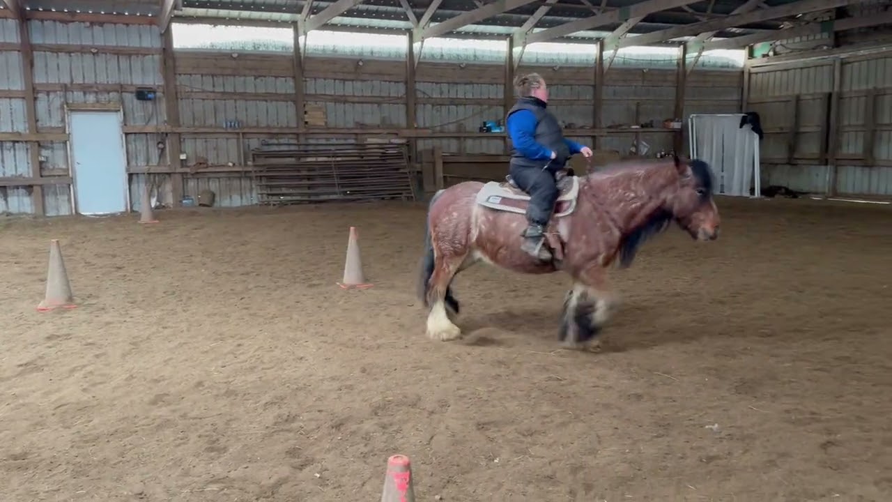 ILHA bridleless novice pattern 3
