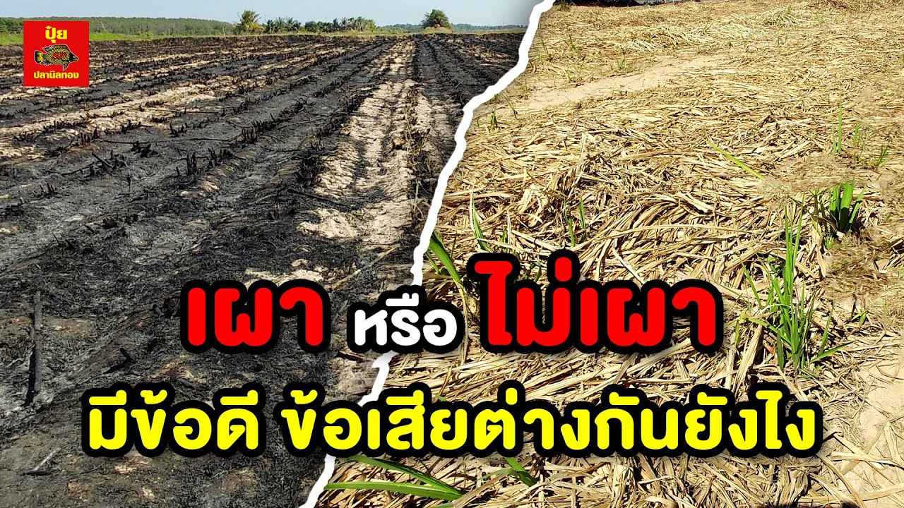 เคล็ดลับการเกษตร EP26 | เผาใบอ้อย กับไม่เอา มีข้อดีข้อเสียต่างกันยังไง