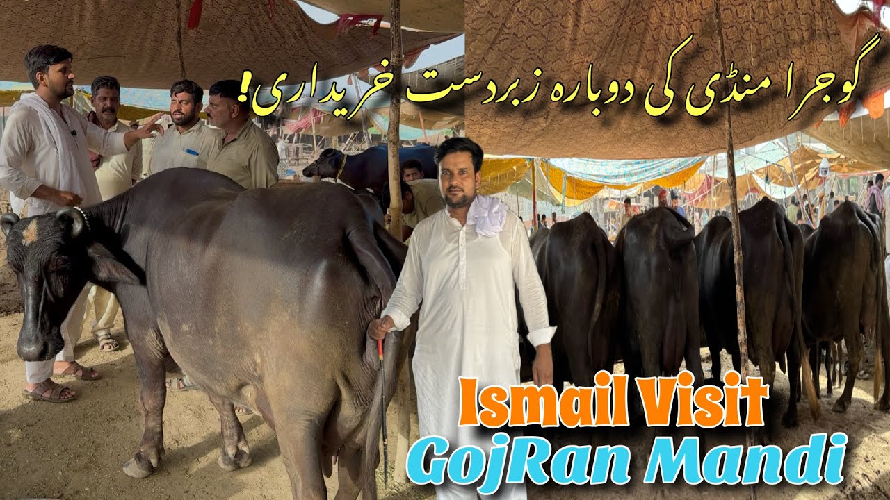 Ismail jutt Visit Gojran Mandi Part 02 