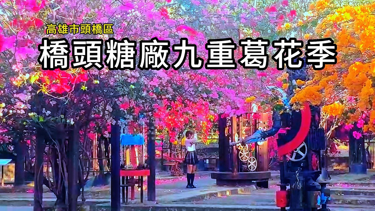 橋頭糖廠九重葛花季，隨光影變化的夢幻般琉璃花影。