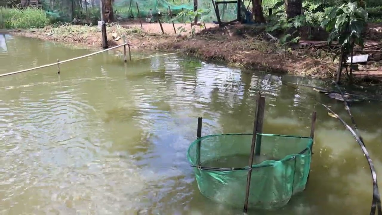 MOSTRANDO O DESENVOLVIMENTO DAS TILÁPIAS COM 30 DIAS