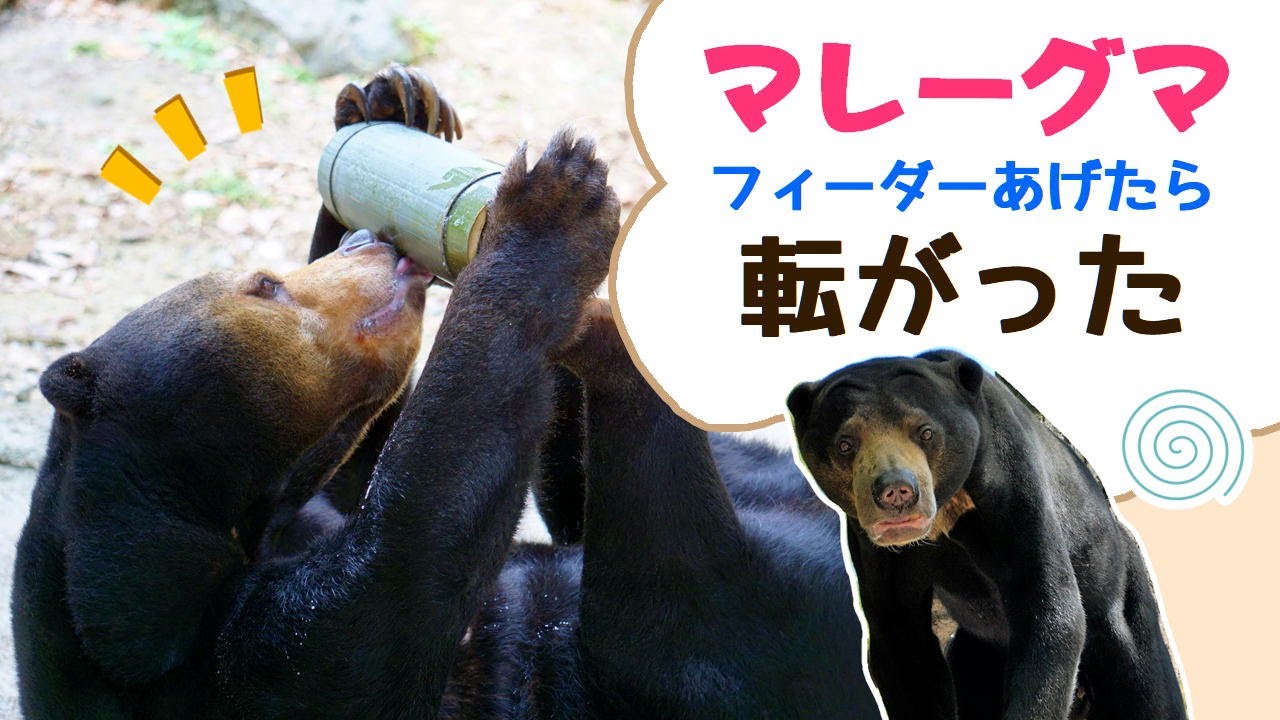 【福岡市動物園】マレーグマにフィーダーあげたら転がった♪