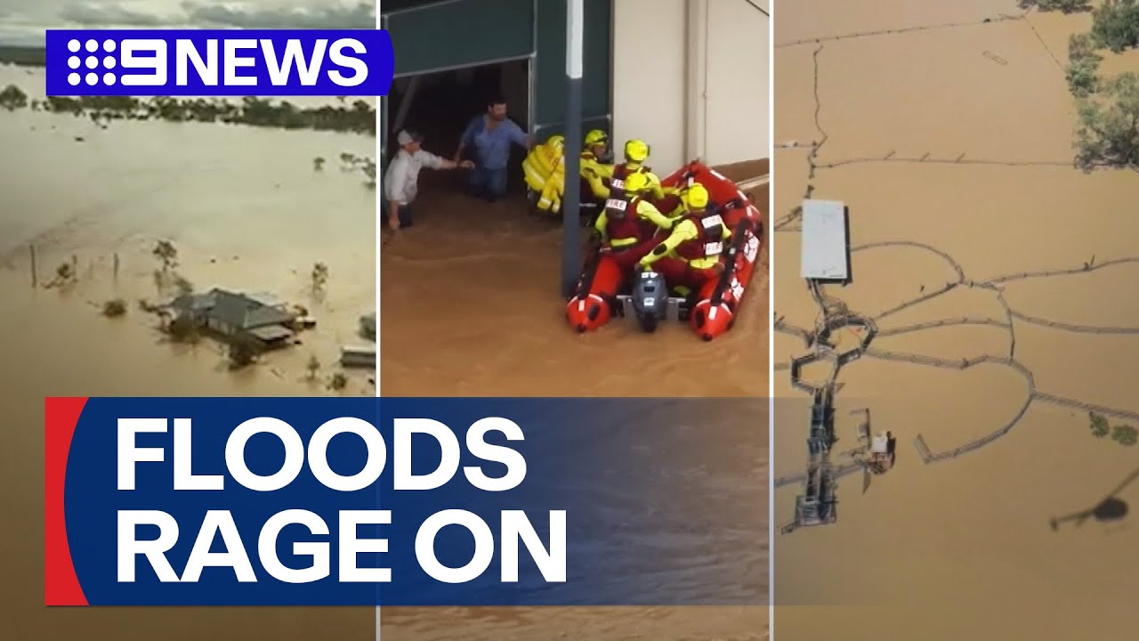 More than 100,000 livestock lost in Queensland floods | 9 News Australia