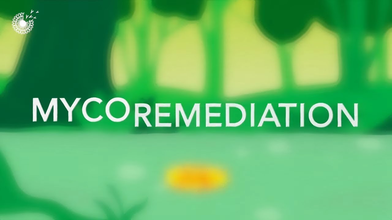 Using Fungi to Clean Contaminated Sites I A New Bioremediation and Mycoremediation Innovation