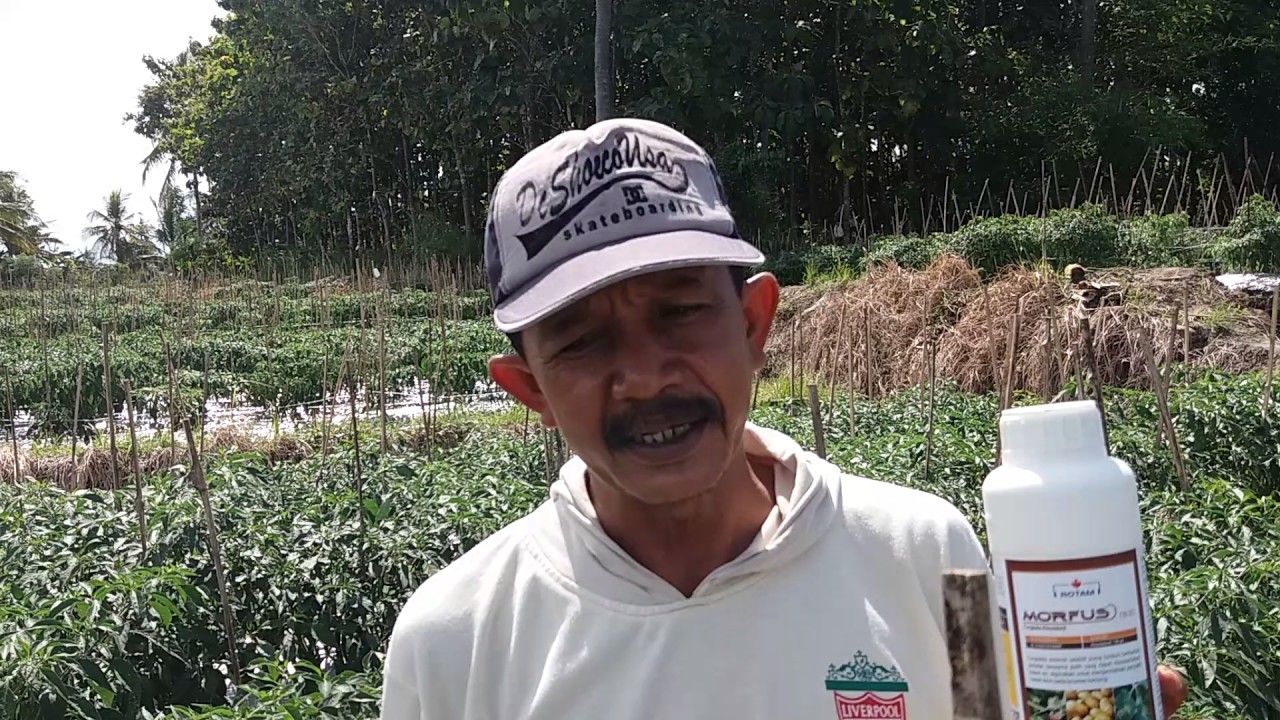 Cabai azteca dahsyat