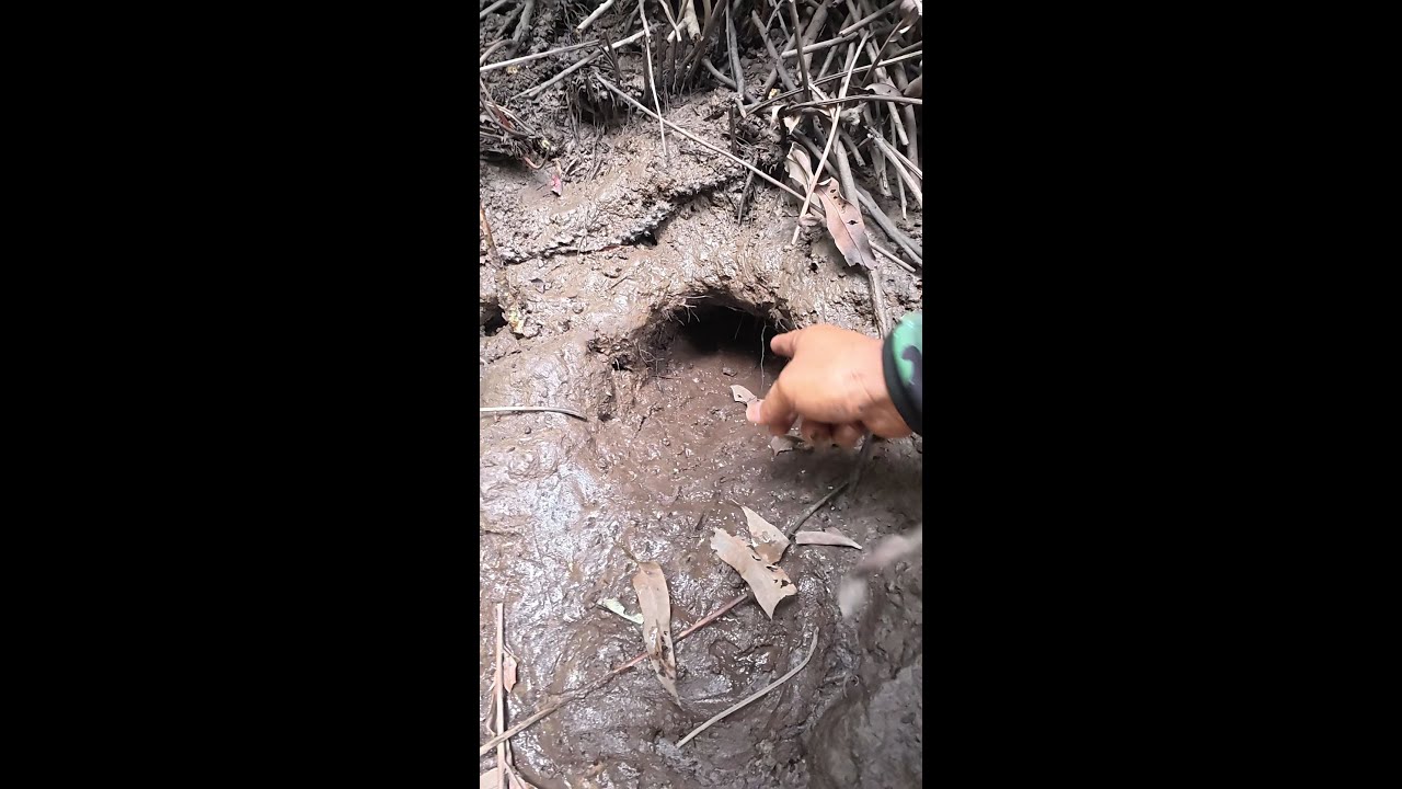 SEPERTI INI CIRI CIRI LUBANG KEPITING BAKAU MONSTER