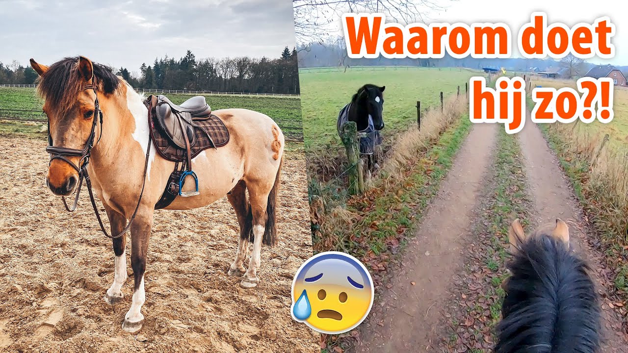 Marley FLIPT hem op buitenrit en de laatste dag! | felinehoi VLOGMAS #425