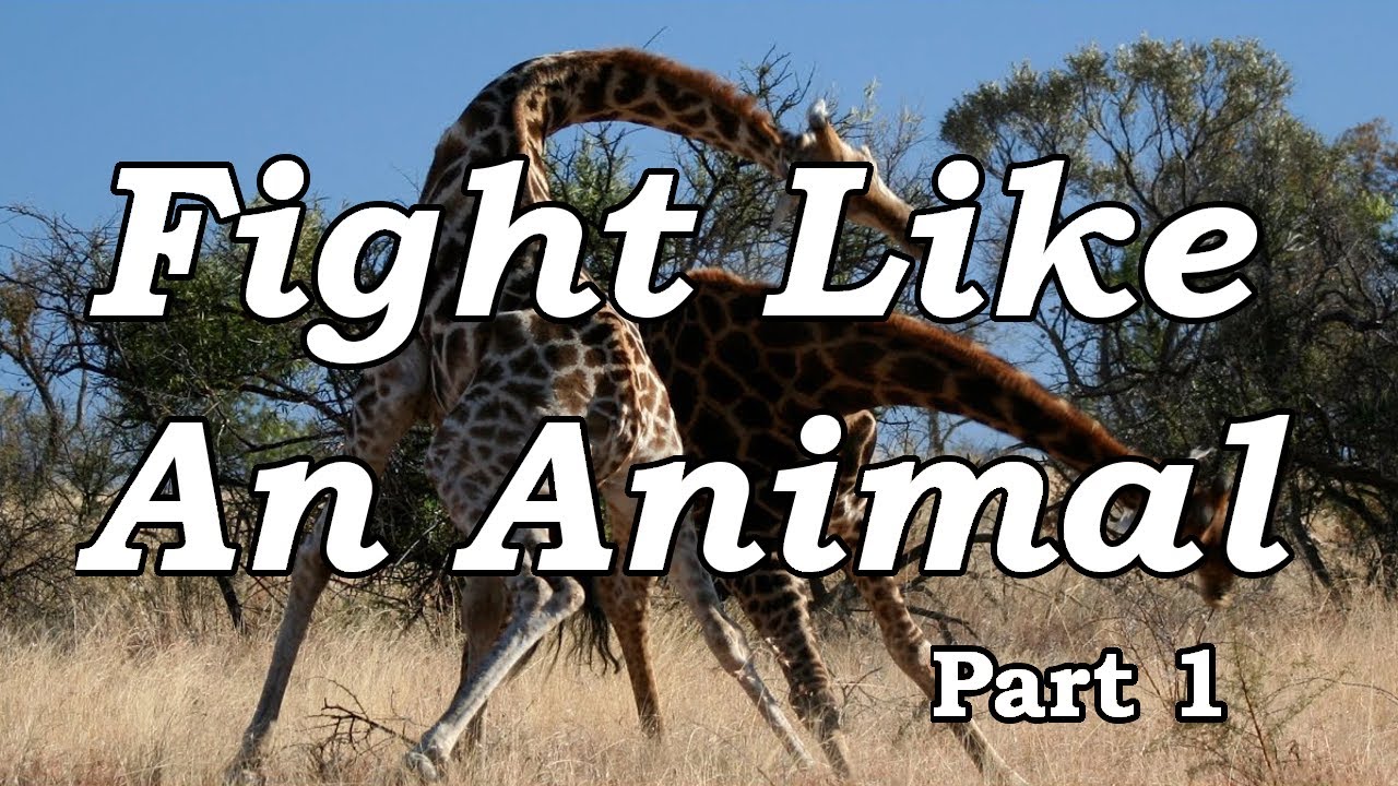 #136 Fight Like an Animal