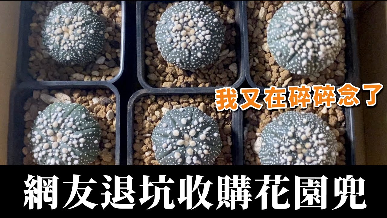 收購網友退坑六顆花園兜，一棵才兩百，但是看起來都一樣，聽我碎碎念