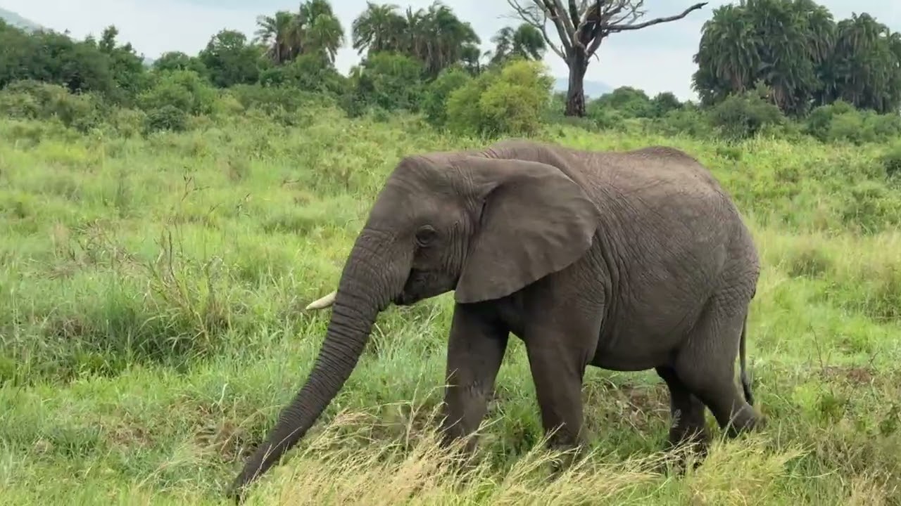 Safari Day 2