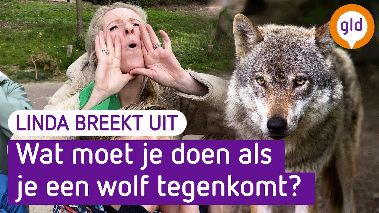 Linda breekt UIT! #33 Wolf spotten op de Veluwe