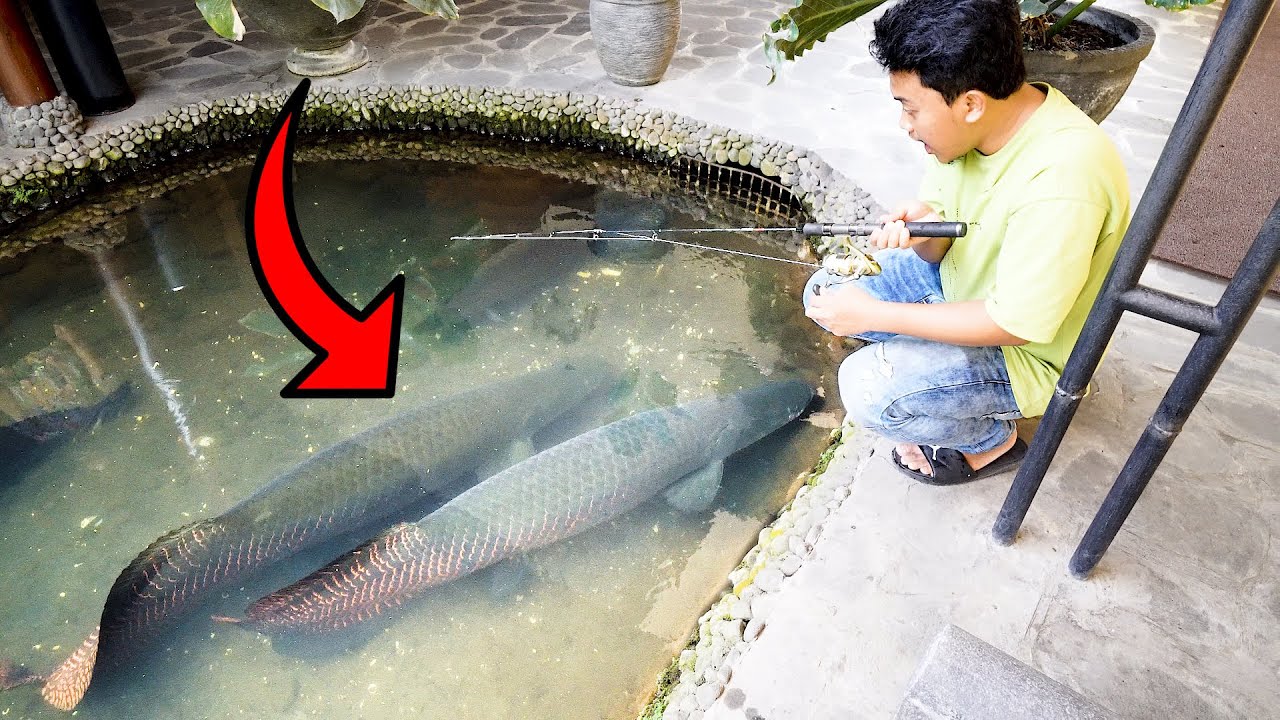 NEKAT MANCING IKAN MONSTER! ARAPAIMA GIGAS RAKSASA!!! | Muhammad Hasan Abdillah