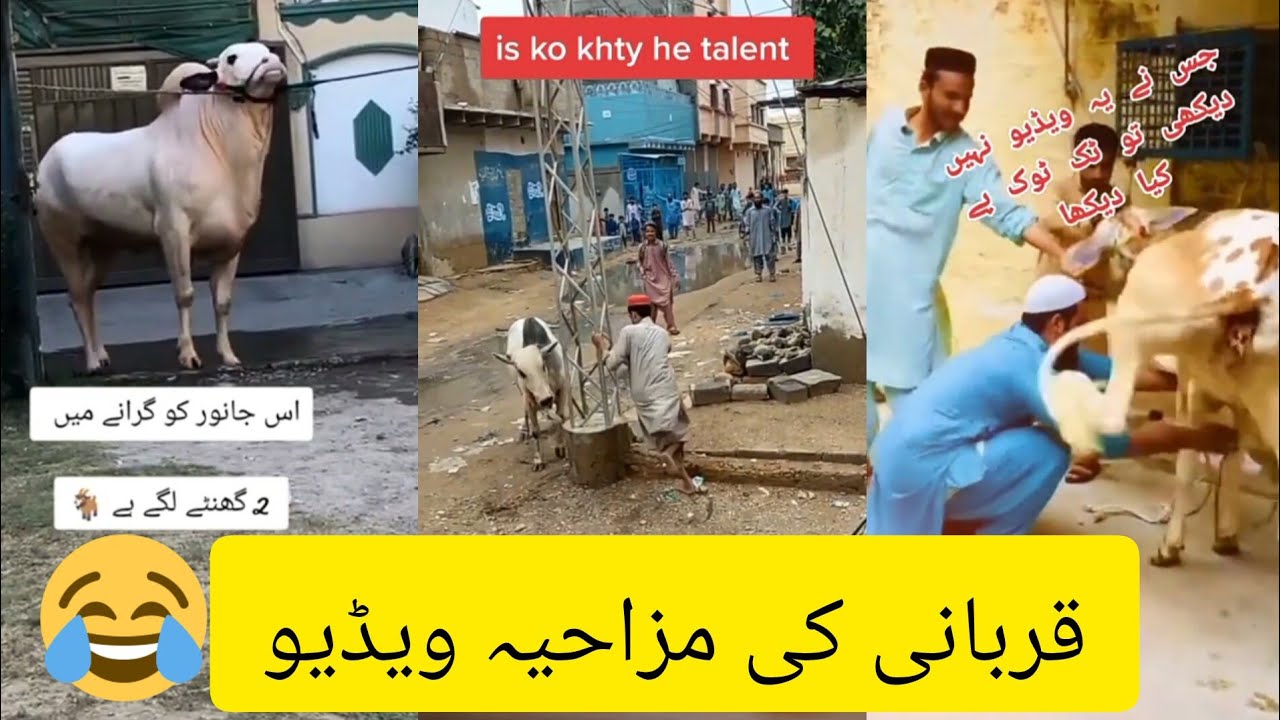 Qurbani funny video || 2024 dangerous bull's