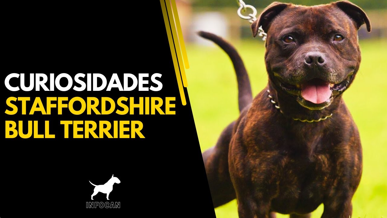10 SORPRENDENTES curiosidades del Stafforshire Bull Terrier que no sabías