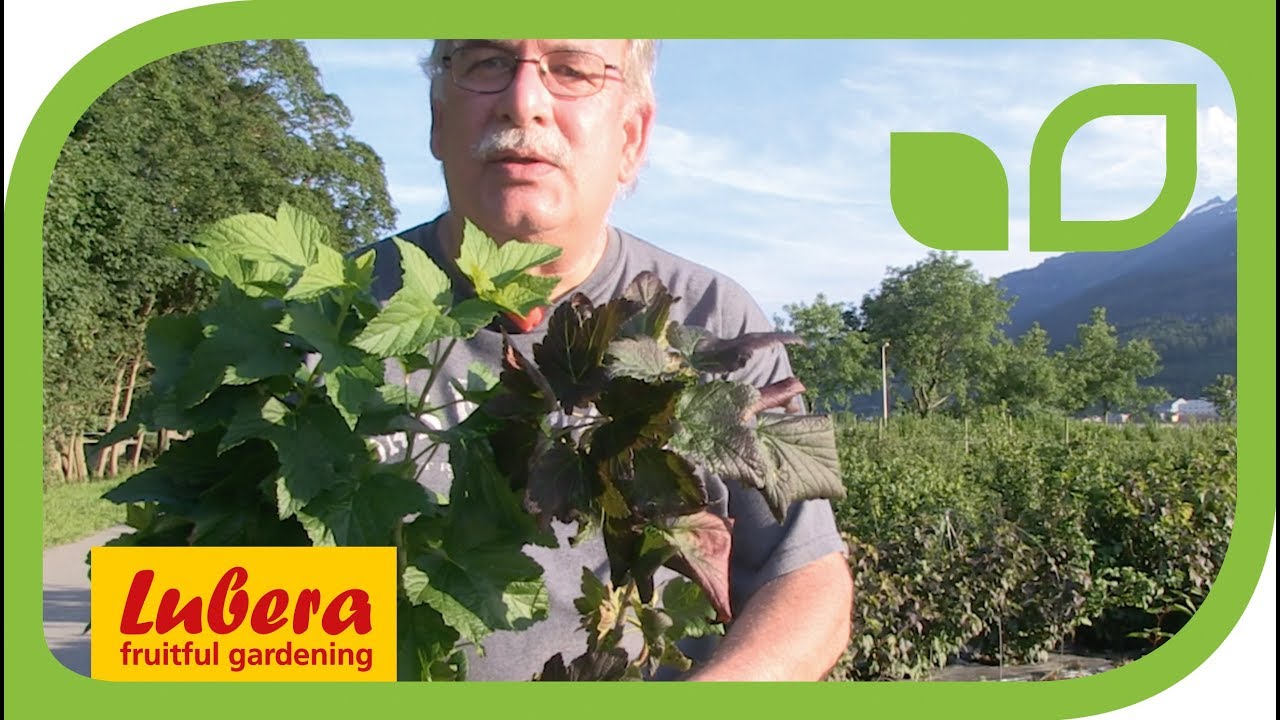 World novelty from Lubera: 'Black and Red' the first red-leaved blackcurrant