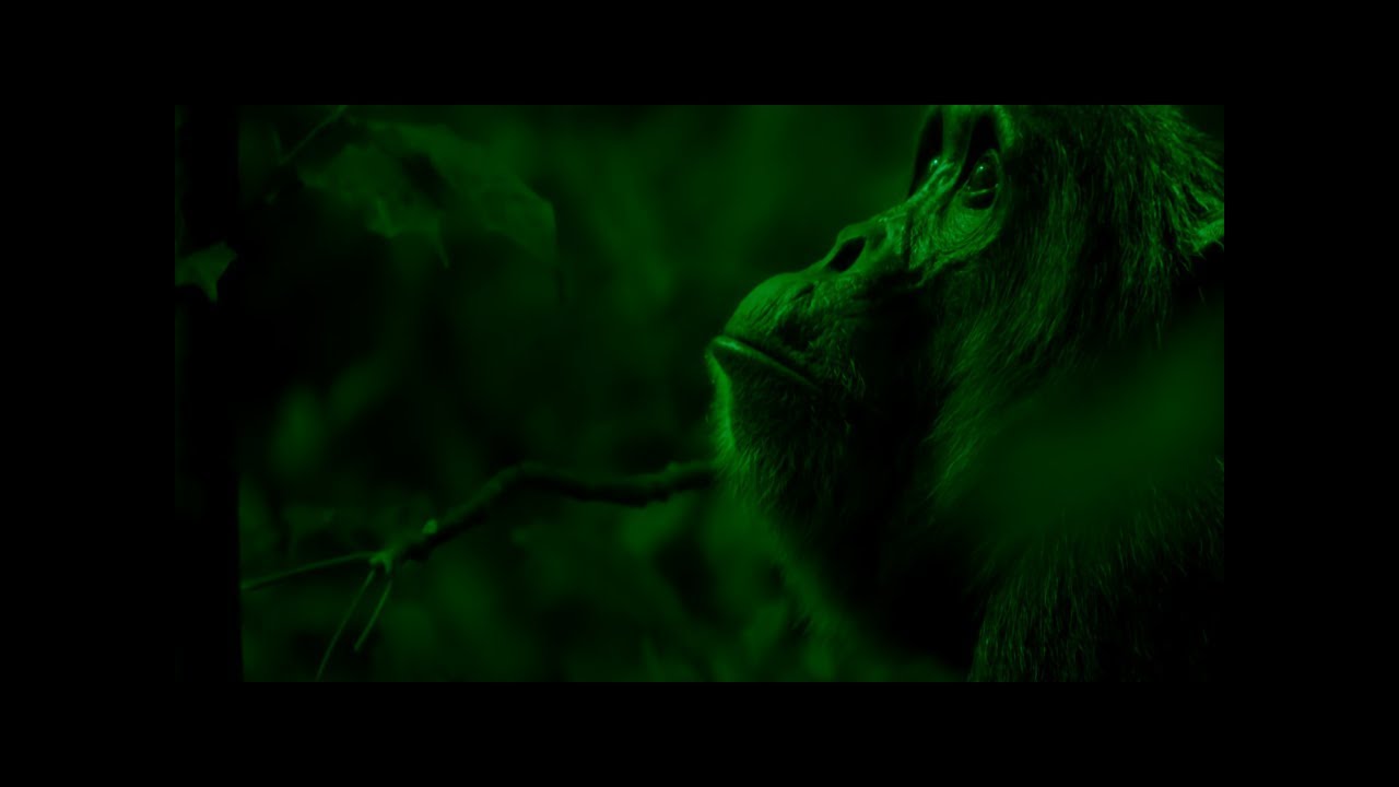Mani Deïz - Le feu des singes