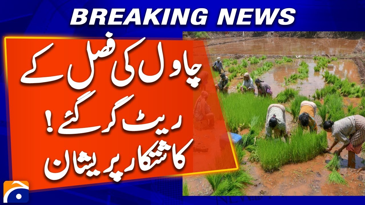 Crisis for Farmers! | Rice Crop Rates Crash | Geo Pakistan | Latest Update