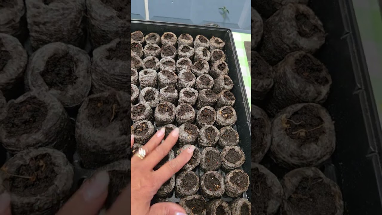 Start seeds NOW for your Summer Garden