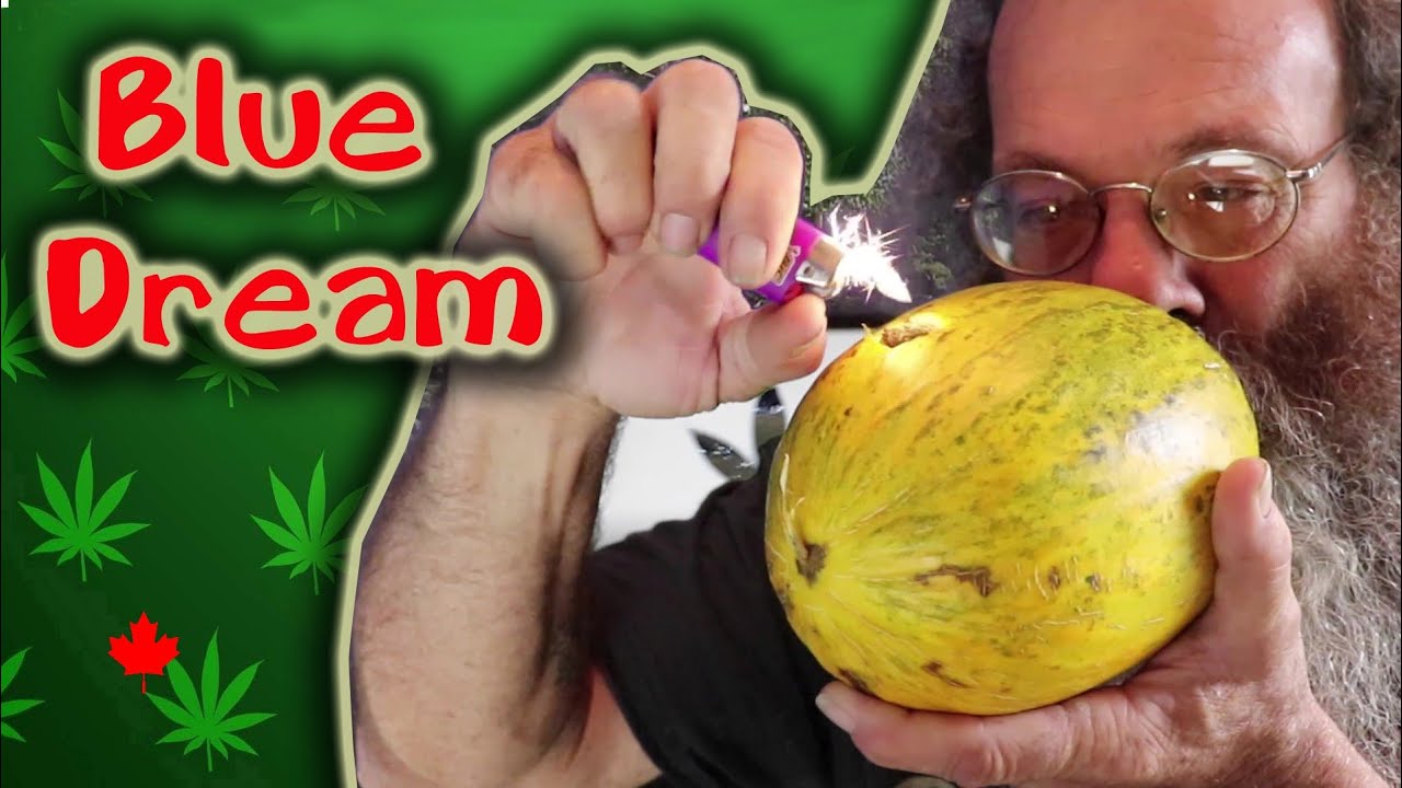 Pot Strains - Blue Dream - Kills pain and a nice buzz too!