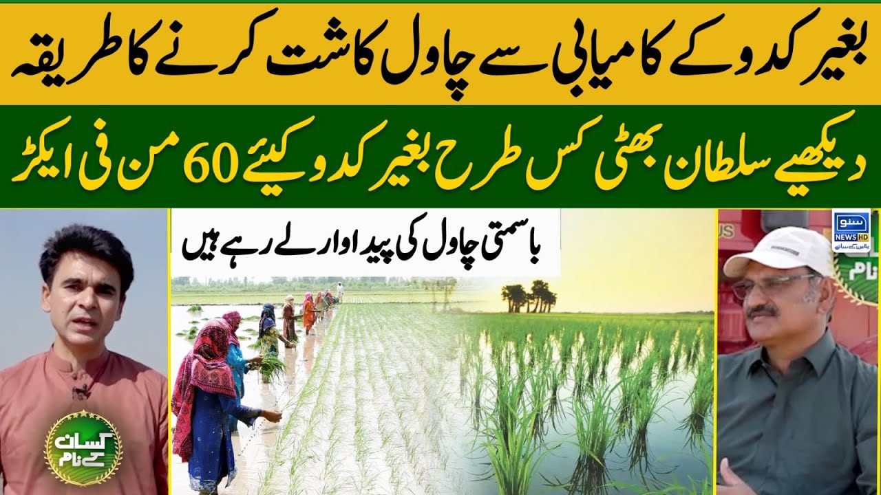 How to grow rice without puddling | Rice cultivation methods | kissan Kay Naam | Suno News HD