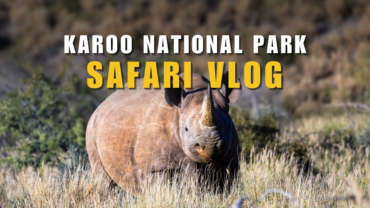 Secret Hidden Gem in the Desert | Safari in the Karoo of South Africa