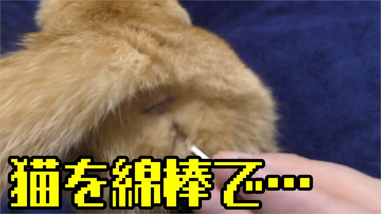 発情ドコモ猫、綿棒にて抑える…このやり取りもだいぶ慣れてきた！ゴロゴロするのがかわいい！