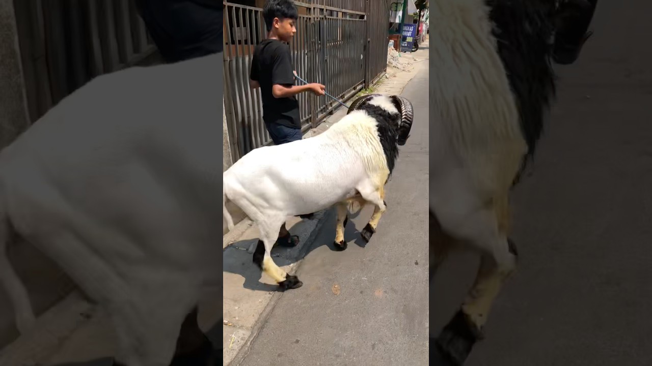 Domba Garut Jumbo Keluar Komplek 🔥 #dombagarut #dombagarutkontes  #dombagarutjumbo #dombaqurban