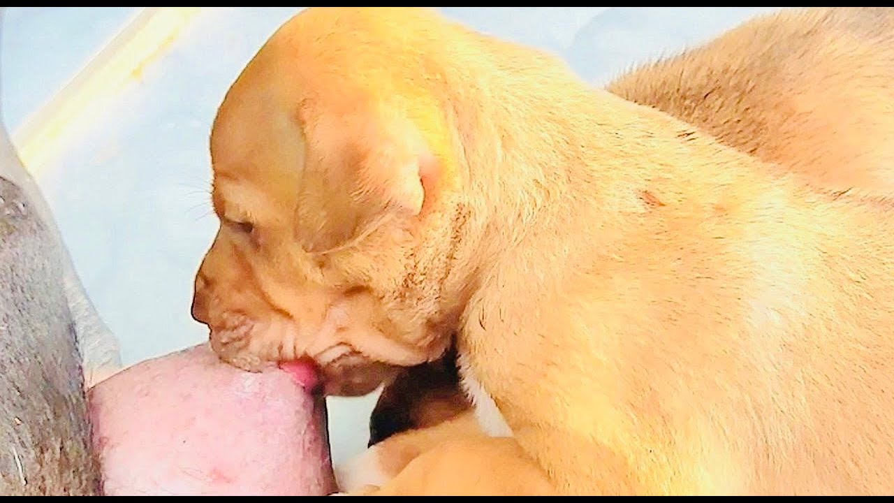 Cute puppy take heavy milk, Drink so tremble to bottle’s milk🥰🥰 #puppy #cute #viral #dog #dogs