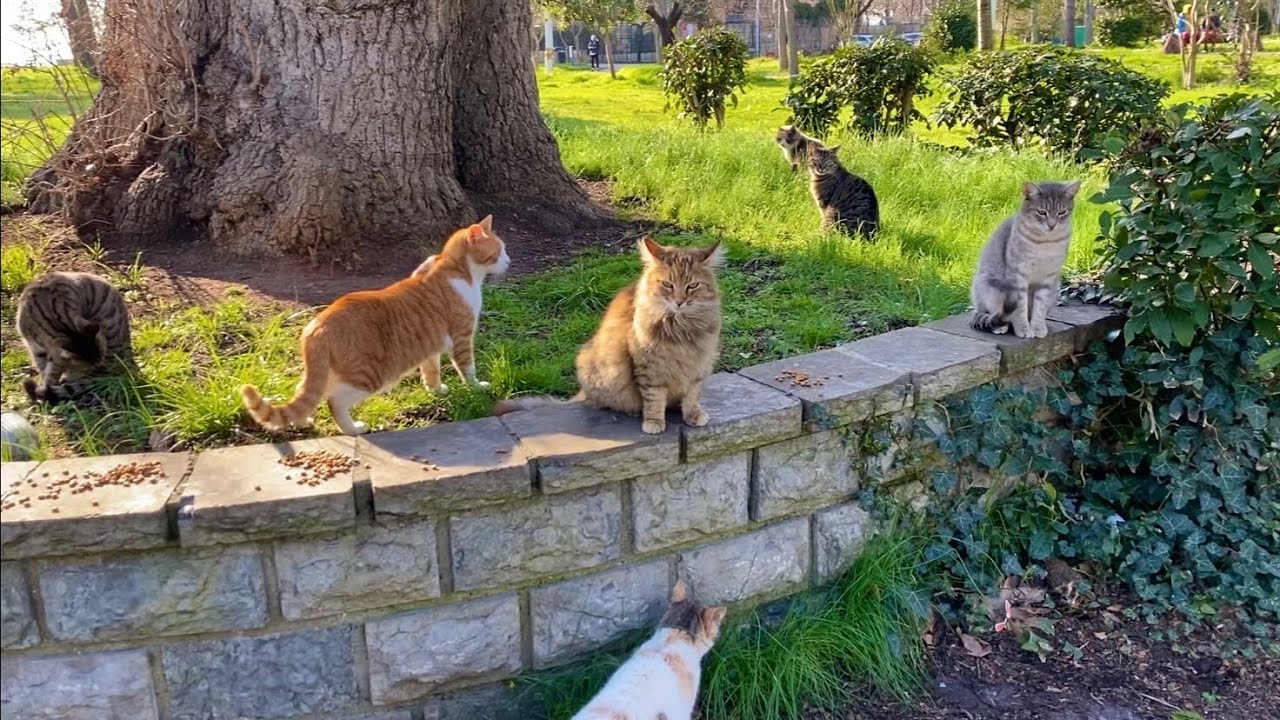 Hundreds of cats live in this park in Istanbul.