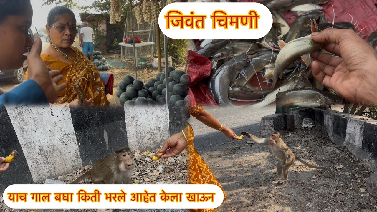 घरी येताना घेतल कांदा 🧅 आणि चिमणी 🦐अभयारण्या मध्ये माकडाना दिली केली 😋आई किती घाबरत त्यांना 😂