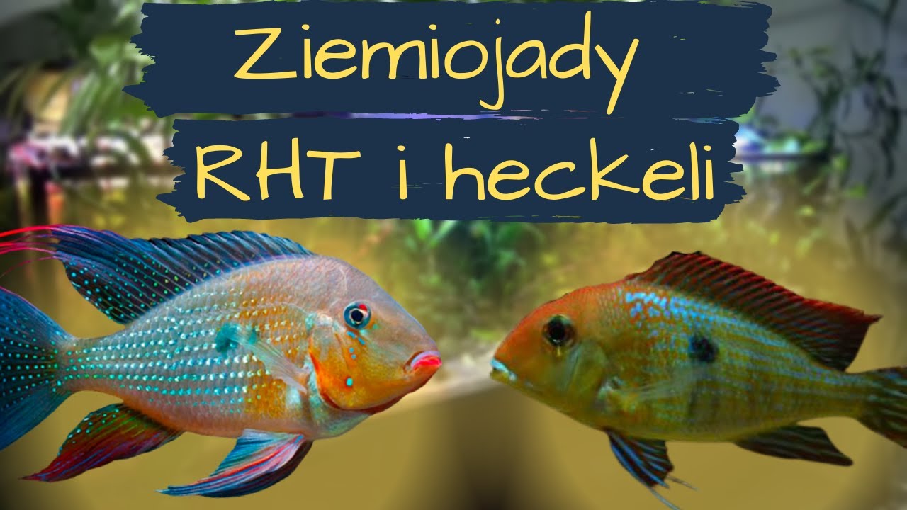Ziemiojady Red Head Tapajos oraz Geophagus Acarichthys heckelii w moim akwarium