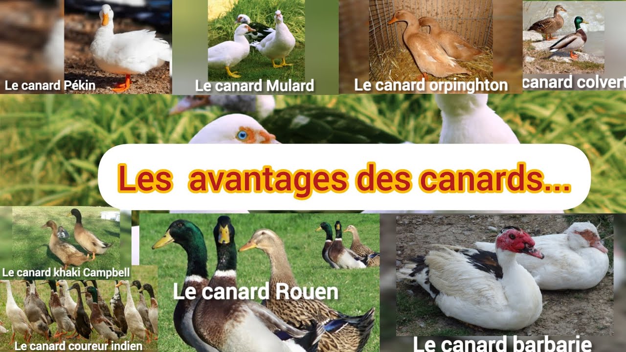 ÉLEVAGE DE CANARD :Les avantages des 8 races de canard à prioriser