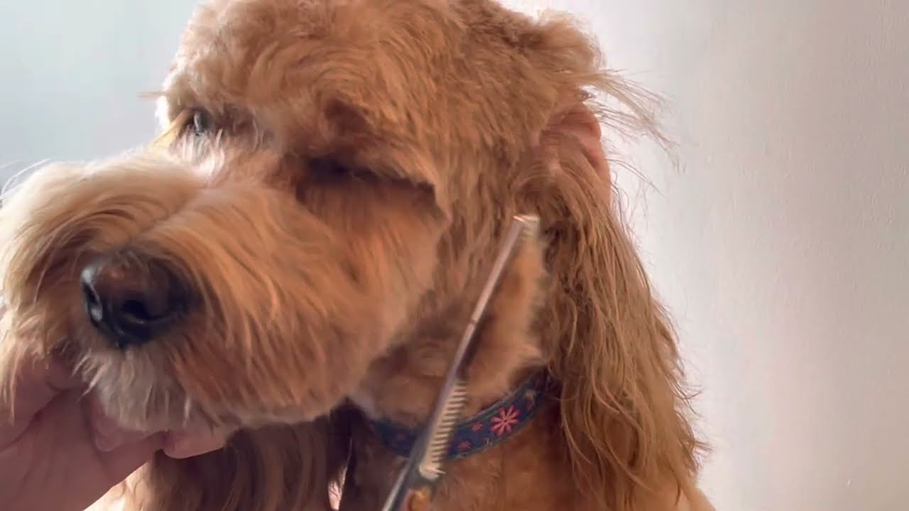 Grooming a Cockapoo (Part 1 of 2)