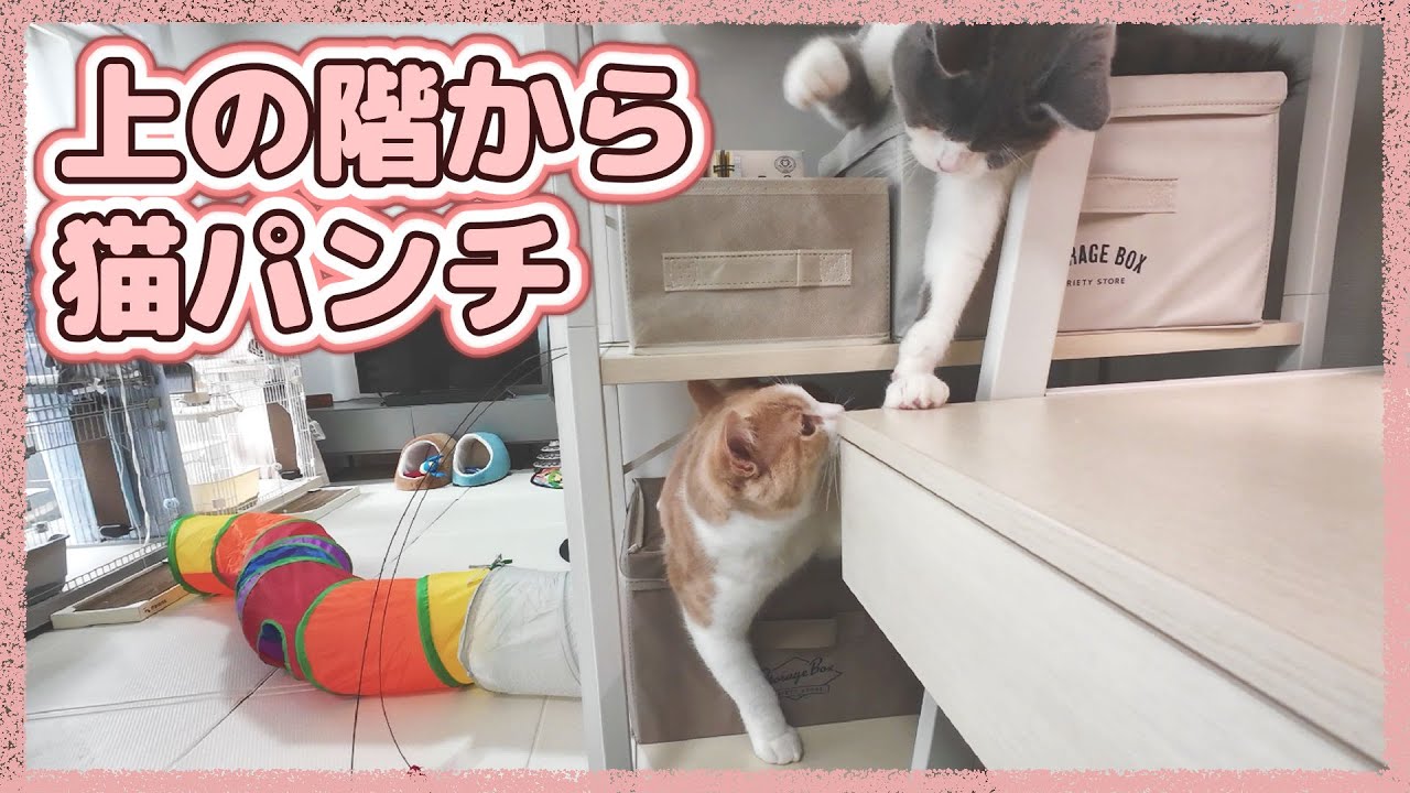 上の階の猫がかまってちゃん過ぎて困っている下の階の猫