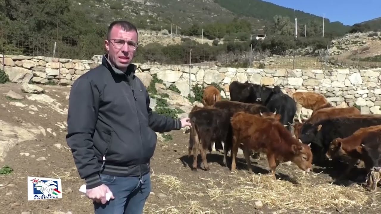 ALLEVATORI DI SARDEGNA Irgoli Bovino Razza Sarda