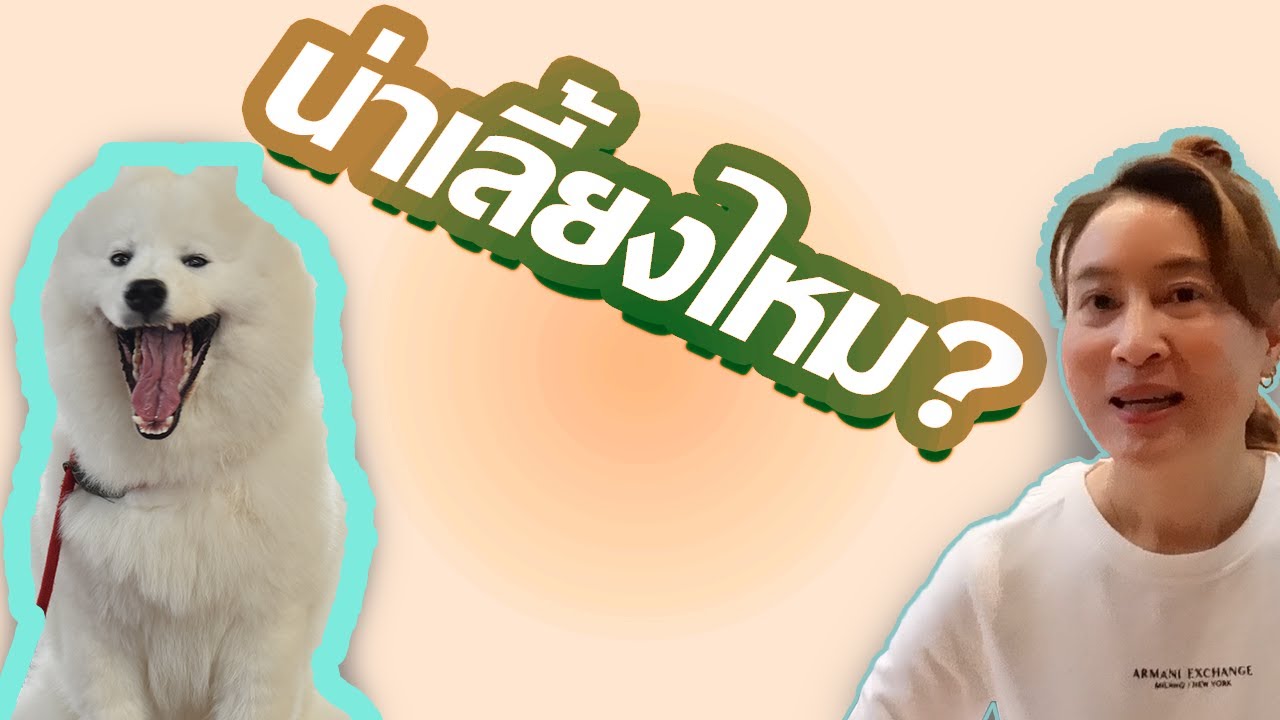 ซามอยด์น่าเลี้ยงไหม ข้อดี ข้อเสีย มีอะรไบ้าง