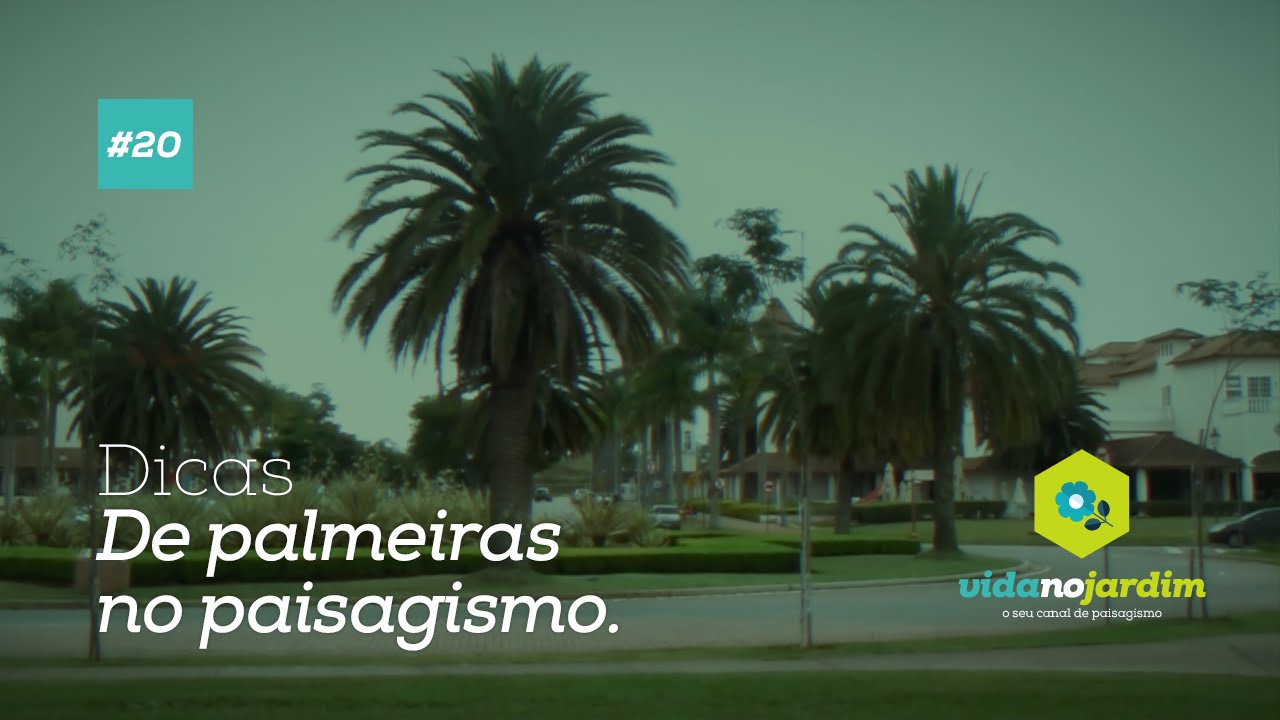 Dicas de Palmeiras no paisagismo #20