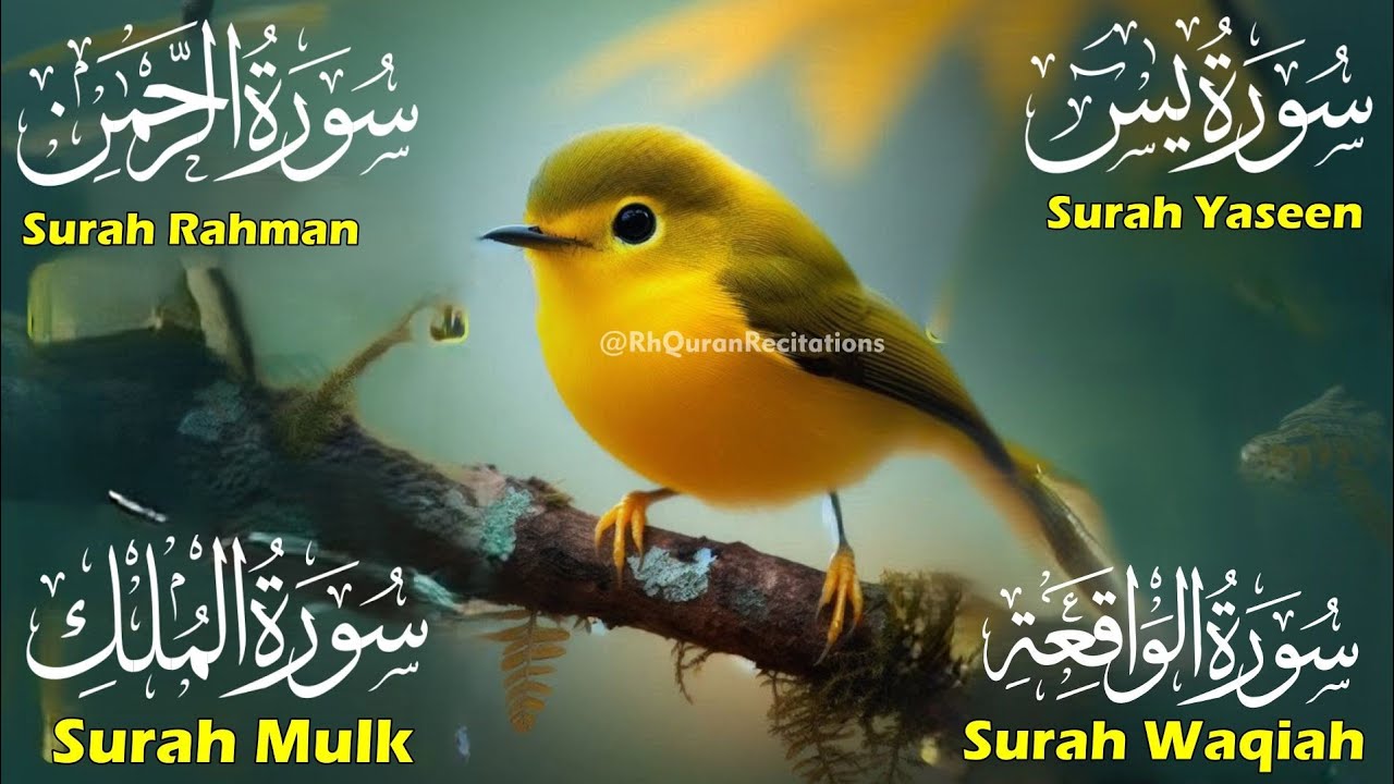 Beautiful Surah Yaseen (Yasin) | Surah Rahman | Surah Waqiah | Surah Mulk | Episode 85