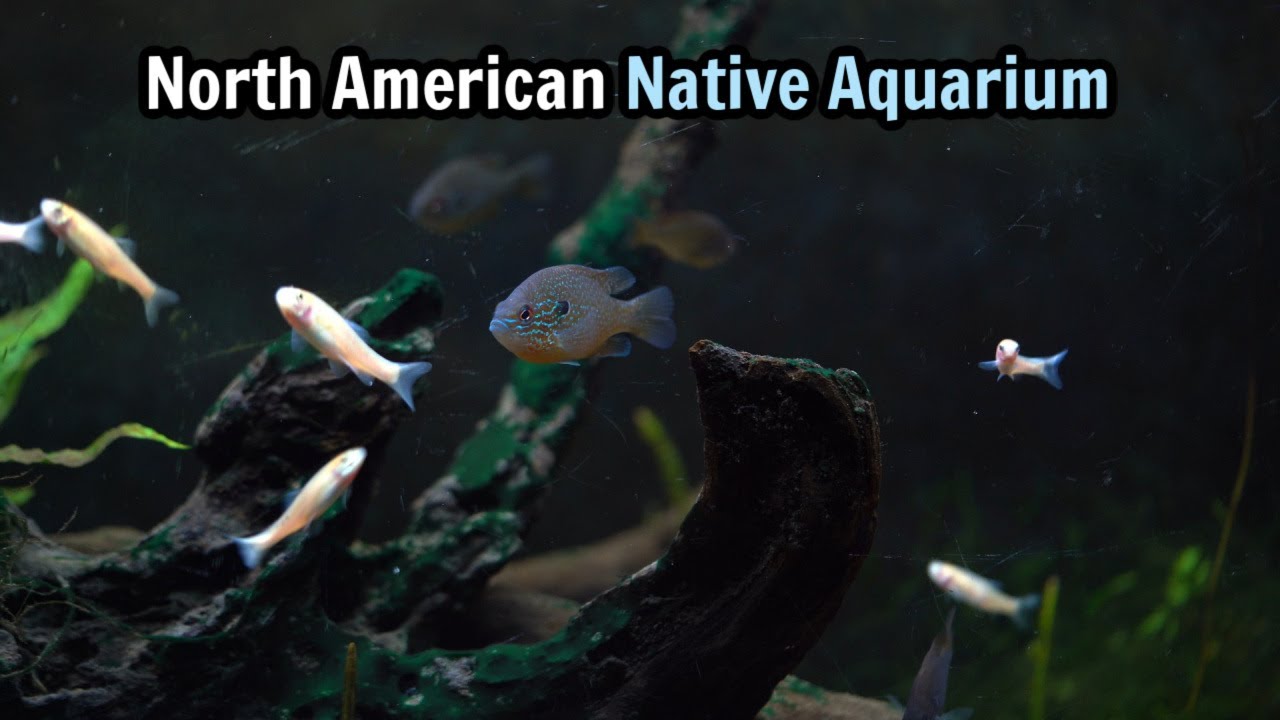 Аквариум для рыбок Native Fish Fish объемом 125 галлонов | Длинноухие и оранжево-пятнистые луны