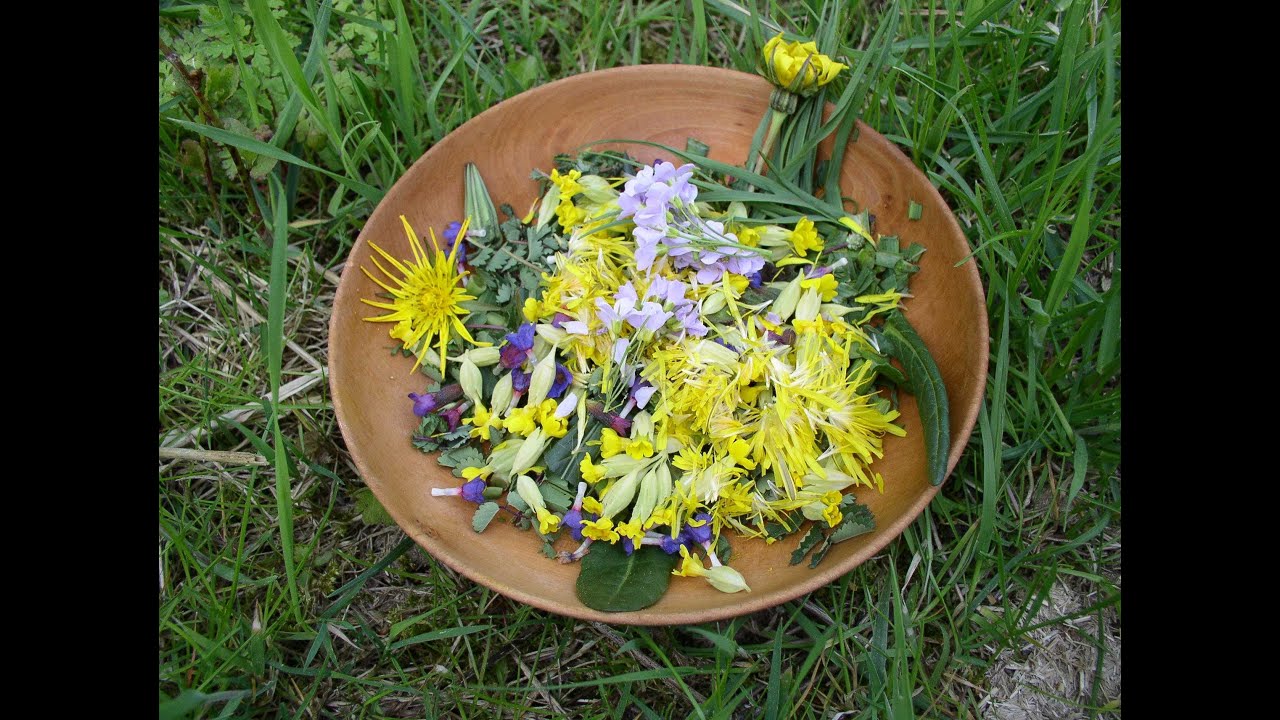Survivalisme et Bushcraft : 230 Plantes comestibles que nous offre Mère Nature