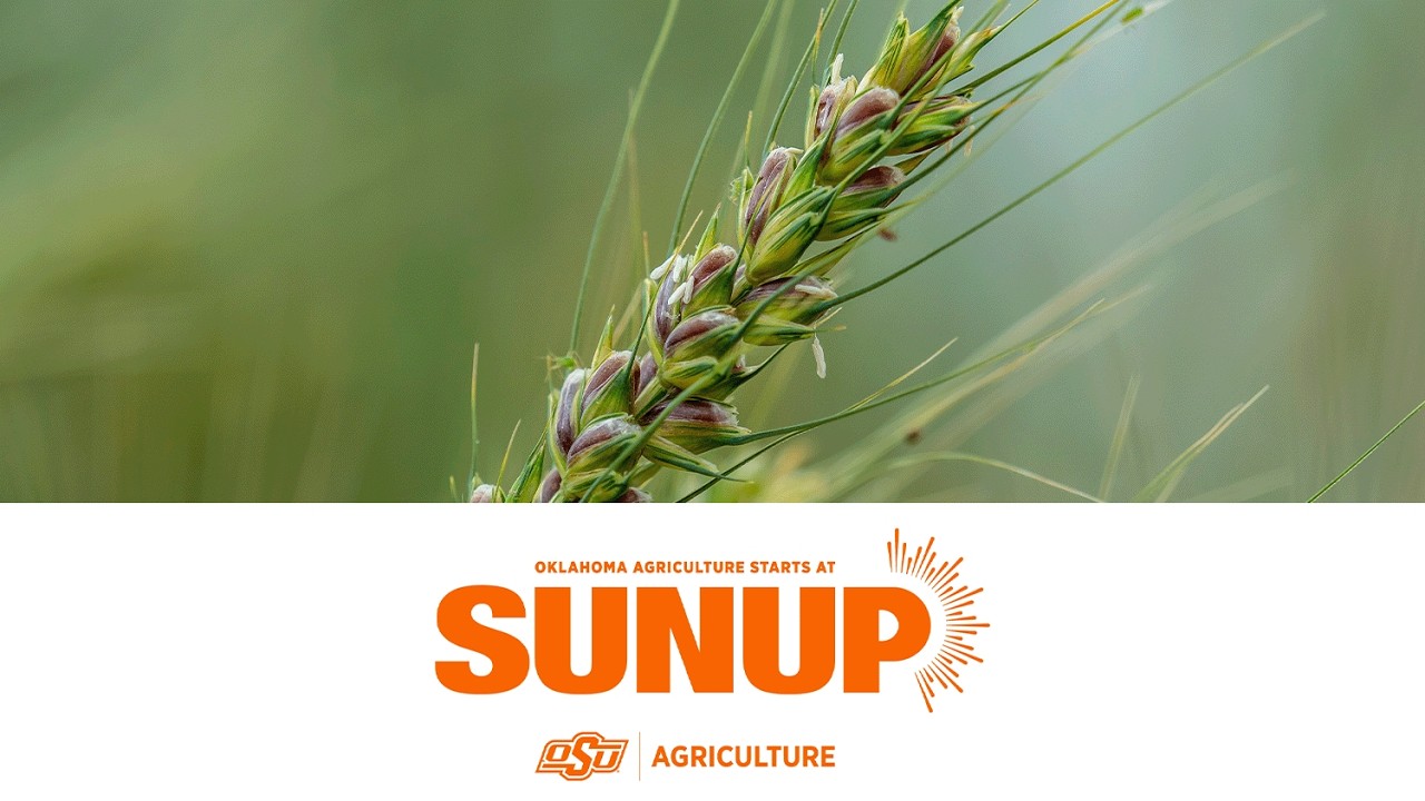 Полная запись выступления SUNUP (14 марта 2026 г.)