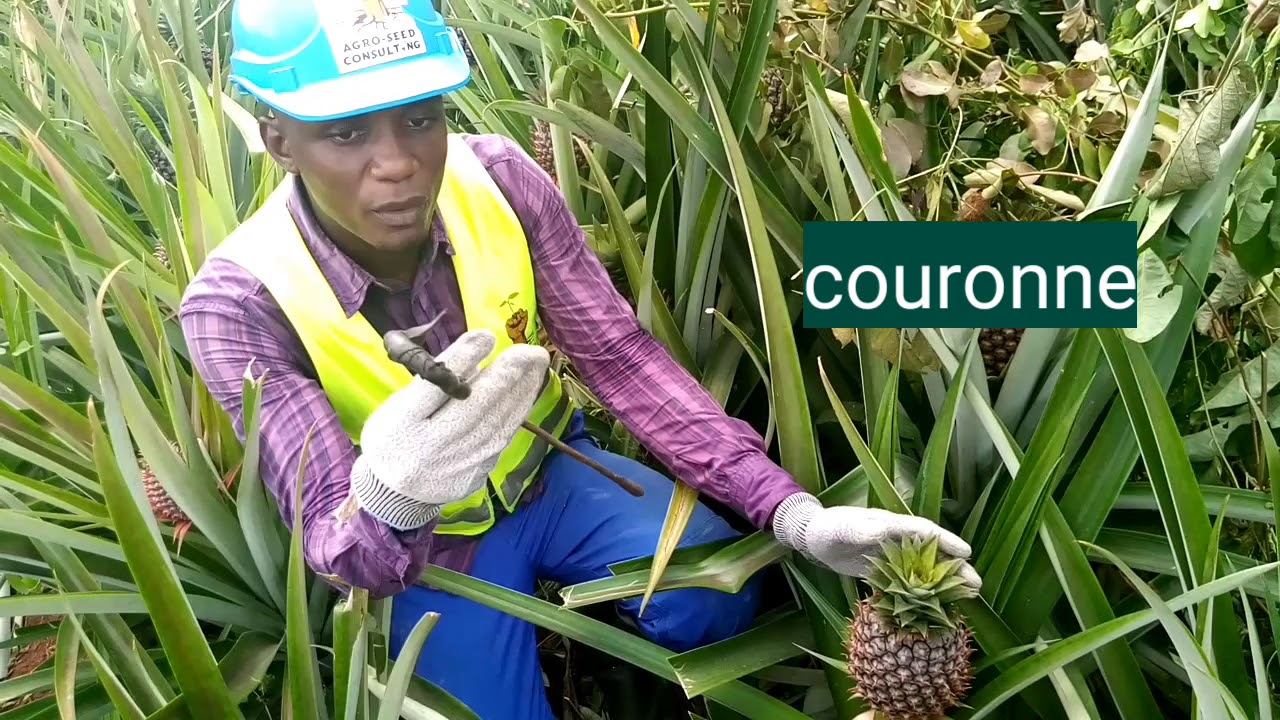 Culture d'ananas : l'erreur technique fatale à ne jamais faire